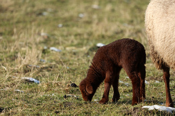 Schaf Lamm auf der Weide