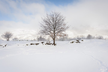 Invierno en la Sierra de Los Ancares, Lugo, después de una gran nevada