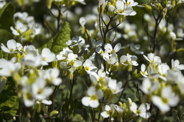 Small white flowers in the spring background. The plant is like a living rug