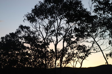 bosque