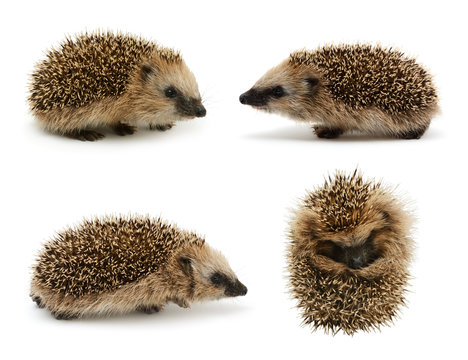 Young hedgehog set isolated on white background