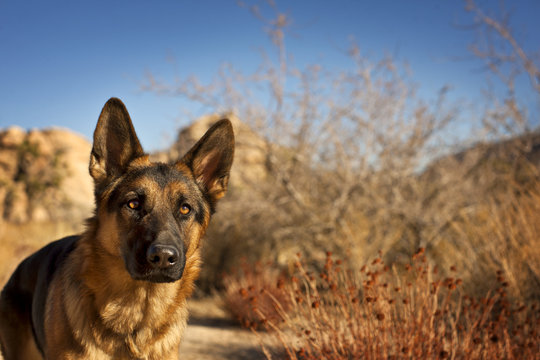 Portrait of German Shepherd dog against rocky background.