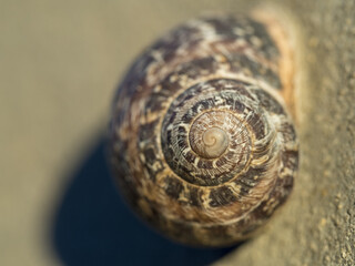 Macro de la espiral del caracol