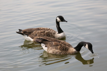 two ducks  in the lake from my  trip to Liverpool