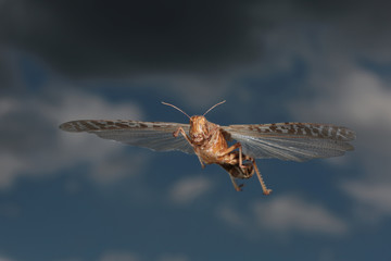 Wanderheuschrecke im Flug vor Himmel und dunkler Wolke