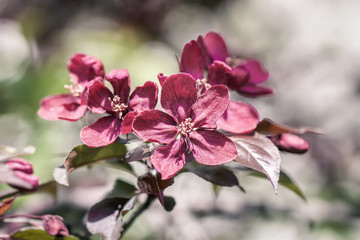 Violet Crabapple blossoms. Spring flowering wild apples in the garden. Pollination of flowers of apples.