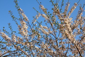 Tokyo cherry blossoms