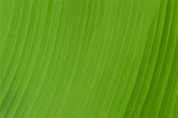 abstract of green leaf texture background