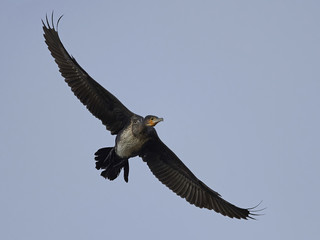 Great cormorant (Phalacrocorax carbo)