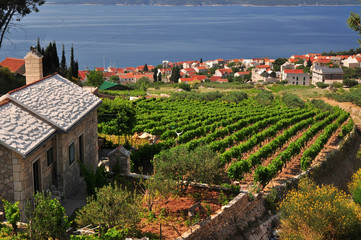 Vineyards on south cost of Brac island
