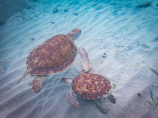  Swimming with turtles  Curacao Views