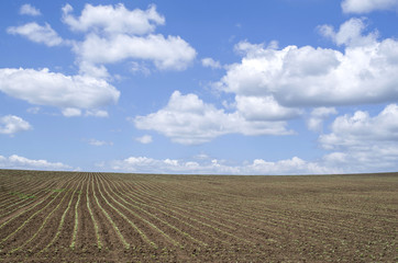 Field sown with sunflower in the spring