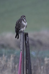 Common buzzard (Buteo buteo)