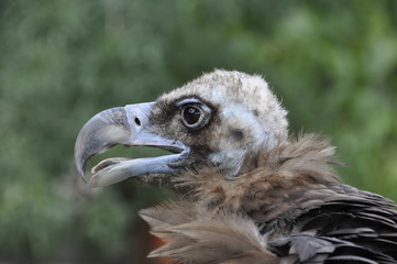 head of an eagle close-up on a blurred green background