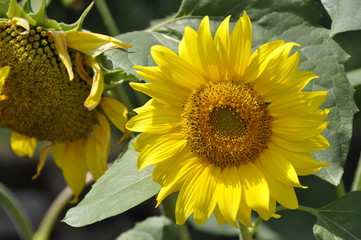 flower of sunflower close-up against a background of green leaves