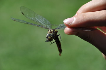 the dragonfly is held in the hand
