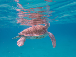  Swimming with turtles  Curacao Views