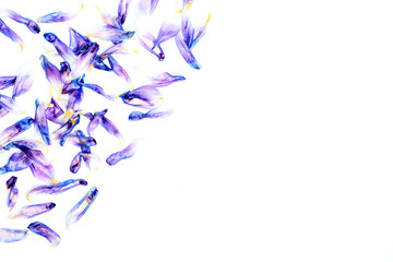 Fototapeta premium Single tulip blossoms form a frame