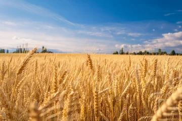 Foto op Plexiglas Landbouwgrond. Gouden tarweveld onder de blauwe hemel. © stone36