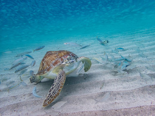  Swimming with turtles  Curacao Views