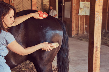 Cute brown horse in the countryside.