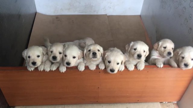 Lot of Ten Golden Retriever Labrador Puppies in whelping Box Lined Up Looking At Camera