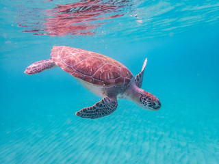  Swimming with turtles  Curacao Views