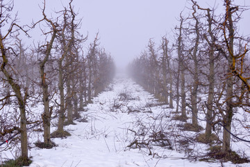 apple orchard mist an snow