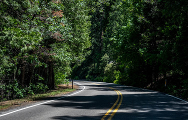 Winding highway in a coniferous forest in the Yosemite Valley. Picturesque landscape of Sierra Nevada, California, USA