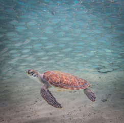  Swimming with turtles  Curacao Views