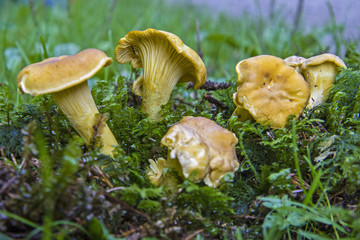 Pfifferlinge auf einer Waldlichtung