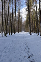 Fototapeta premium Waldweg auf St.Bartholomö im Winter