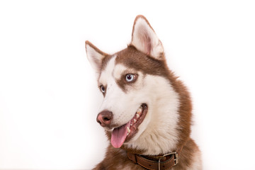 Husk breed dog posing in studio. The basics of training pets.