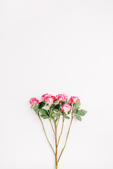 Pink rose flowers branch on white background. Flat lay, top view. Minimal spring flowers composition.