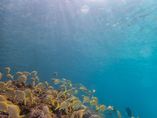 Fototapeta na wymiar Underwater at Westpunt Curacao Views