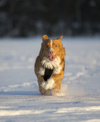 Dog running like crazy in the snow. Sunset glowing from the right. Dog breed is Nova scotia duck tolling retriever also known as toller.