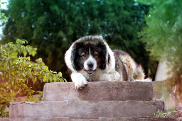 Naklejka na ściany i meble Fluffy Caucasian shepherd dog is lying on the ground. Adult Caucasian Shepherd dog in the yard