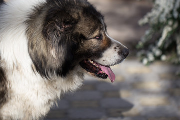 Fluffy Caucasian shepherd dog in the yard. Caucasian sheepdog at spring time.