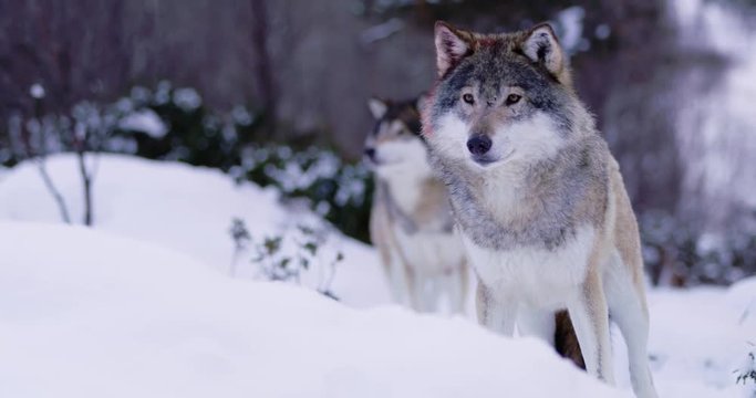 Portrait of injured wolf in pack standing in winter forest