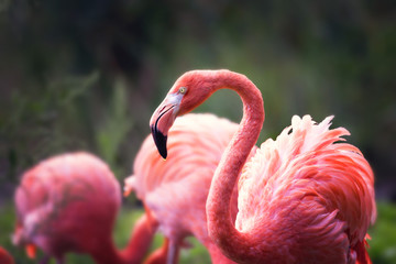 Flamingo Familie