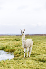 Fototapeta premium One llama in the Bolivian Altiplano South America