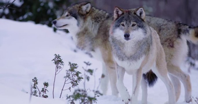 Portrait of injured alpha wolf curiously looking around