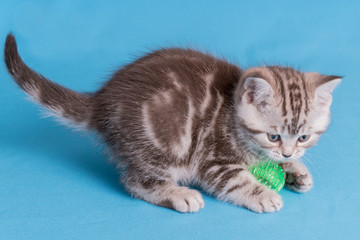 Fototapeta na wymiar Cute baby British kitten with stubby tail jumping and playing on blue background.