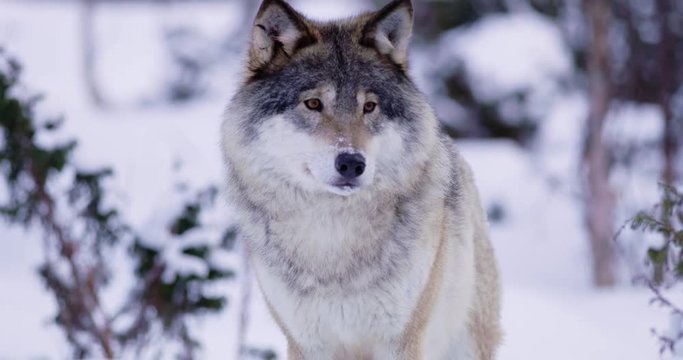 Portrait of beautiful and large wolf in frosty forest