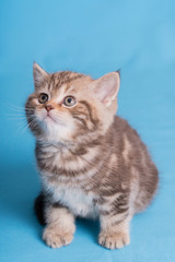 Cute baby British kitten with stubby tail jumping and playing on blue background.