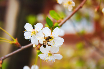 Bee on a white cherry blossom. Flowering spring tree