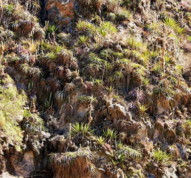 Felsen mit Bromelien in S&uuml;damerika