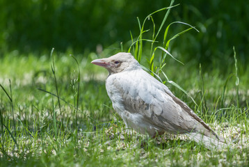 White albino crow