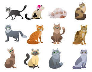 Fototapeta premium Vector Funny and cute cartoon Cat different breeds pet characters set.