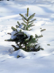 Small green spruce under the snow
